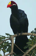 Violet Turaco