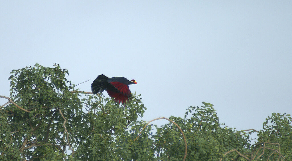 Violet Turaco