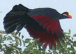 Violet Turaco