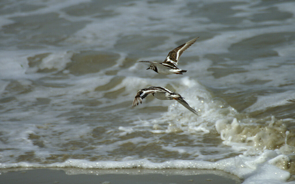 Ruddy Turnstone