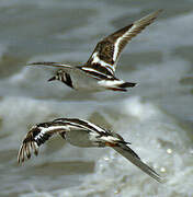 Ruddy Turnstone