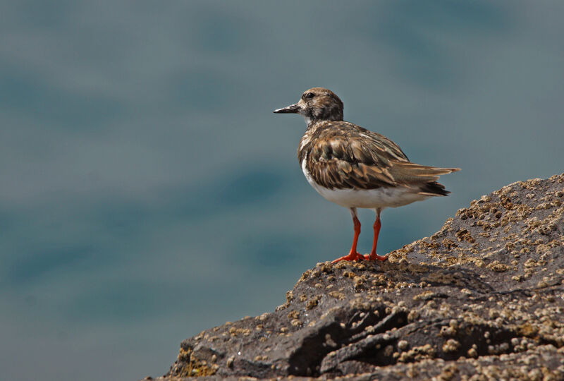 Ruddy Turnstone