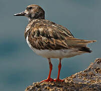 Ruddy Turnstone