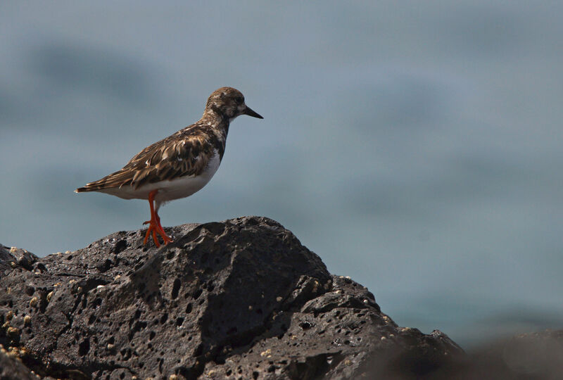 Ruddy Turnstone