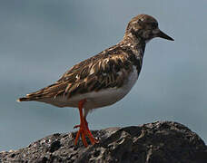 Ruddy Turnstone