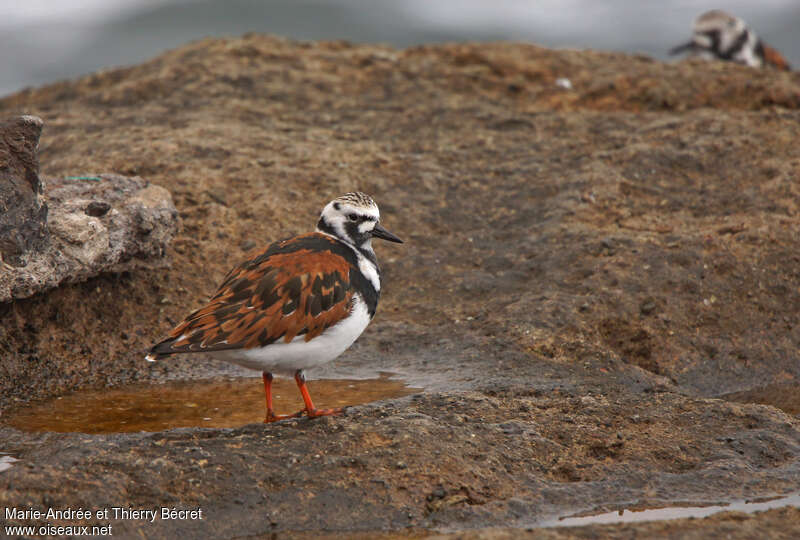 Ruddy Turnstone male adult breeding, identification