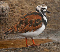 Ruddy Turnstone