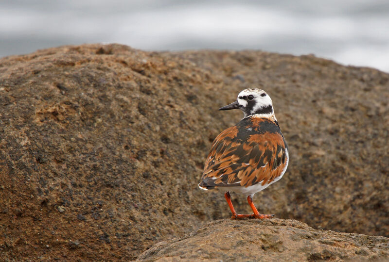 Ruddy Turnstone