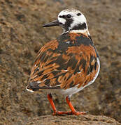 Ruddy Turnstone