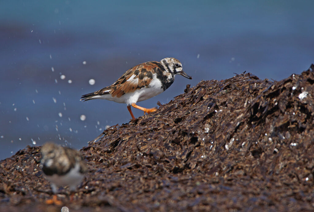 Ruddy Turnstone