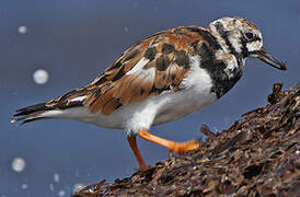 Ruddy Turnstone