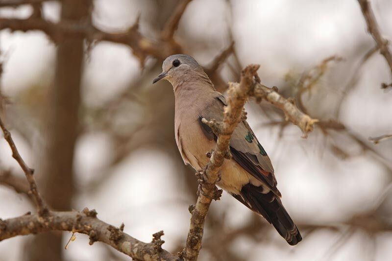 Emerald-spotted Wood Dove