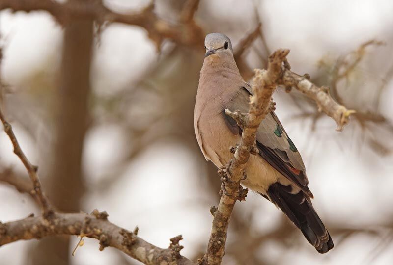 Emerald-spotted Wood Dove