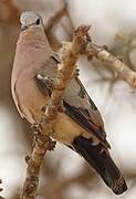 Emerald-spotted Wood Dove