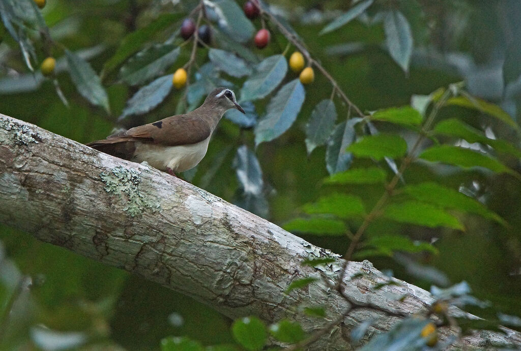 Tambourine Dove