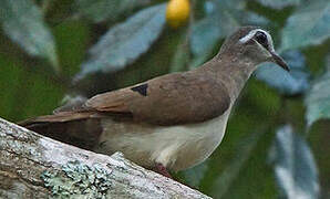 Tambourine Dove