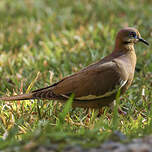 Tourterelle à ailes blanches
