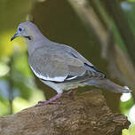 Tourterelle à ailes blanches