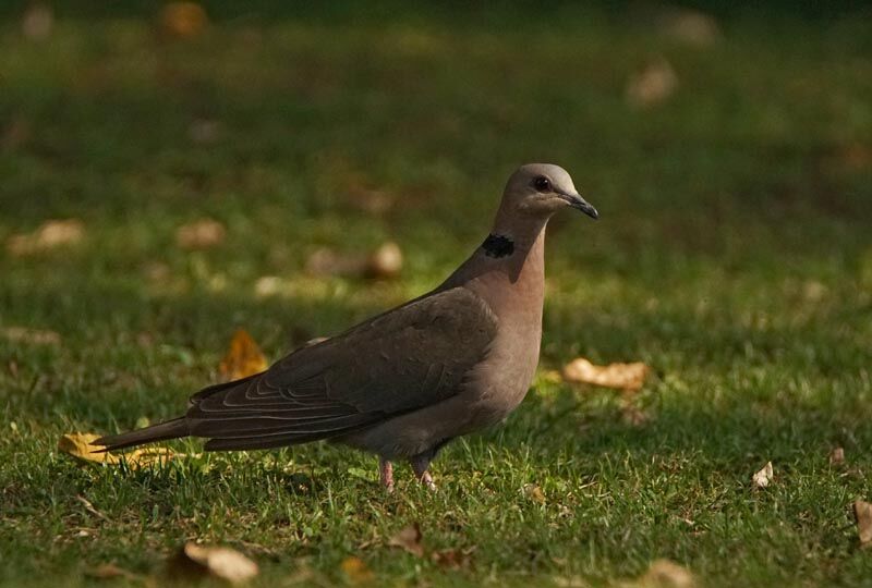 Red-eyed Dove