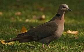 Red-eyed Dove