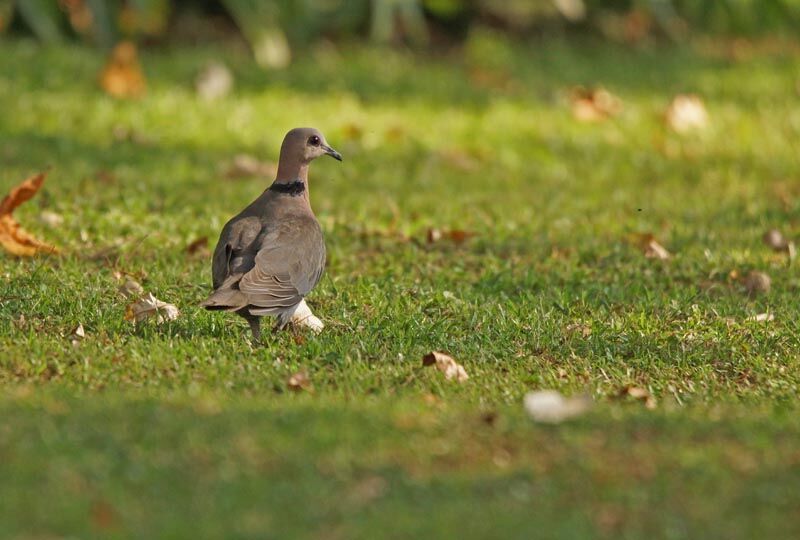 Red-eyed Dove