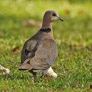 Red-eyed Dove