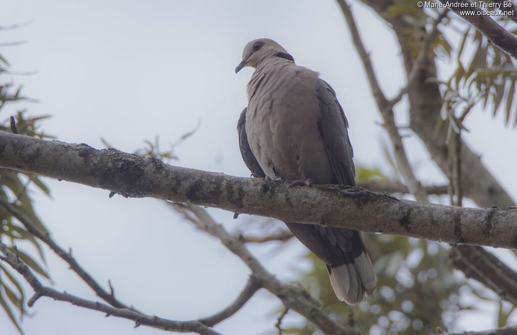 Red-eyed Dove