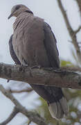 Red-eyed Dove