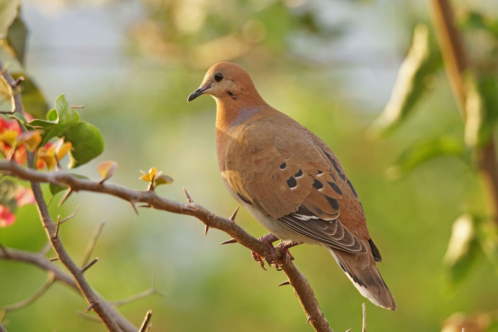 Zenaida Dove