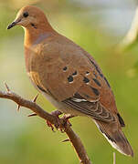 Zenaida Dove