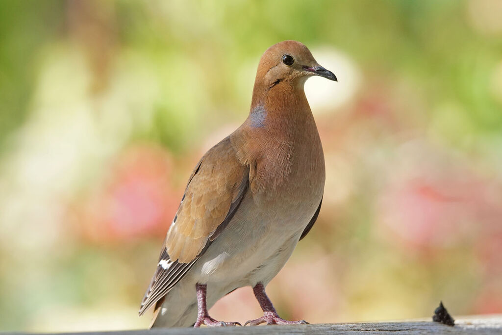 Zenaida Dove