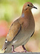 Zenaida Dove