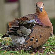 Zenaida Dove