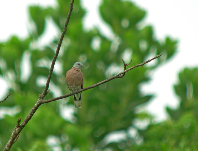 Red Turtle Dove