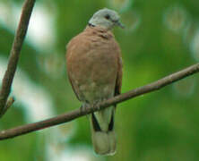 Red Collared Dove