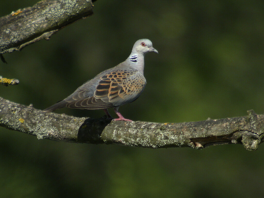 European Turtle Dove