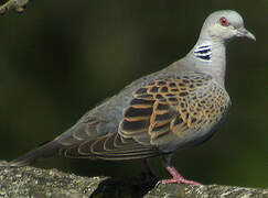 European Turtle Dove