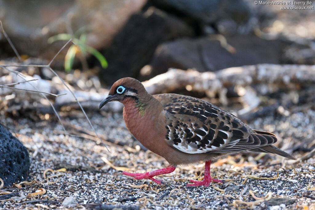 Tourterelle des Galapagos
