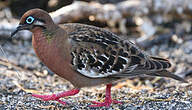 Tourterelle des Galapagos