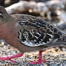 Tourterelle des Galapagos