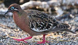 Tourterelle des Galapagos