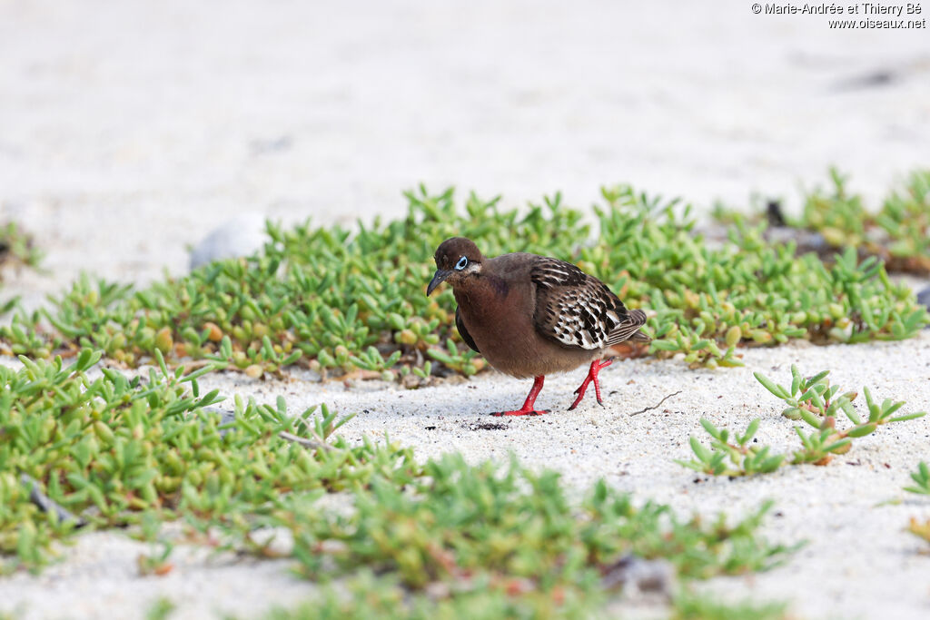 Galapagos Dove
