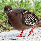Tourterelle des Galapagos