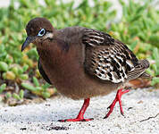 Tourterelle des Galapagos