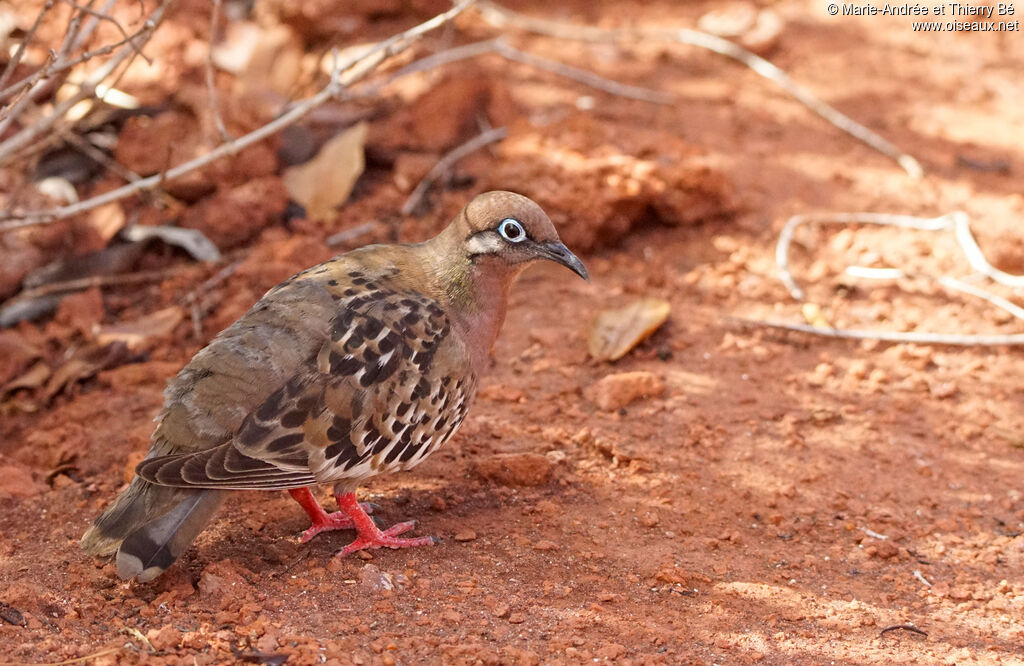Tourterelle des Galapagos
