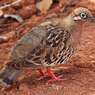 Tourterelle des Galapagos