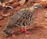 Tourterelle des Galapagos