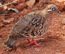 Tourterelle des Galapagos
