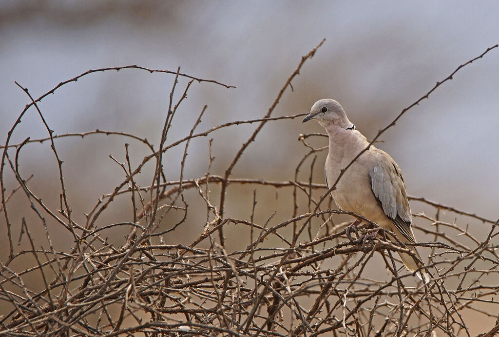 Ring-necked Dove