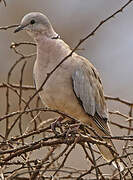 Ring-necked Dove